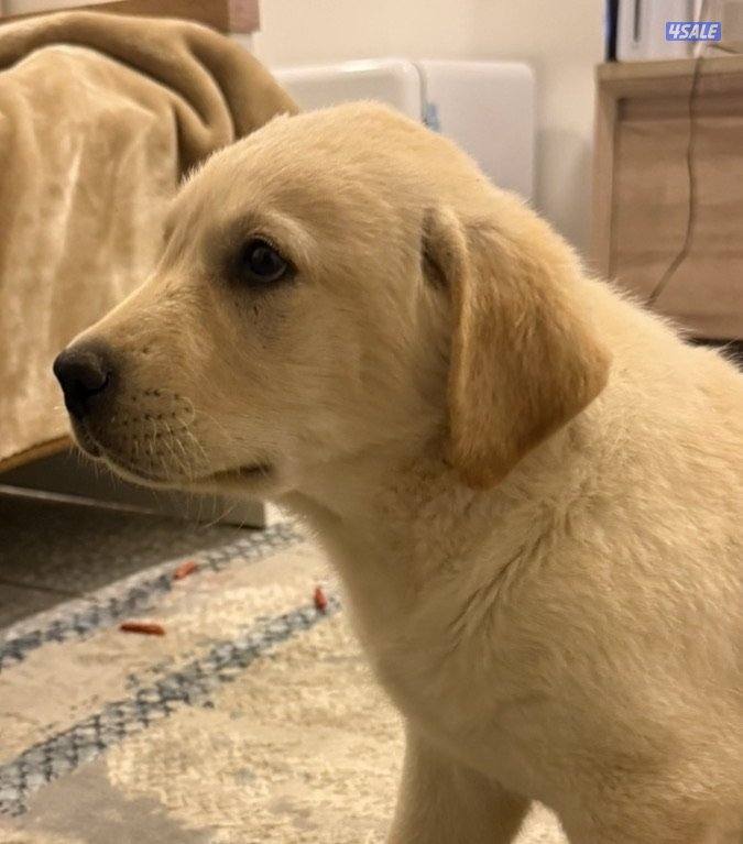 مزارع الوفرة4