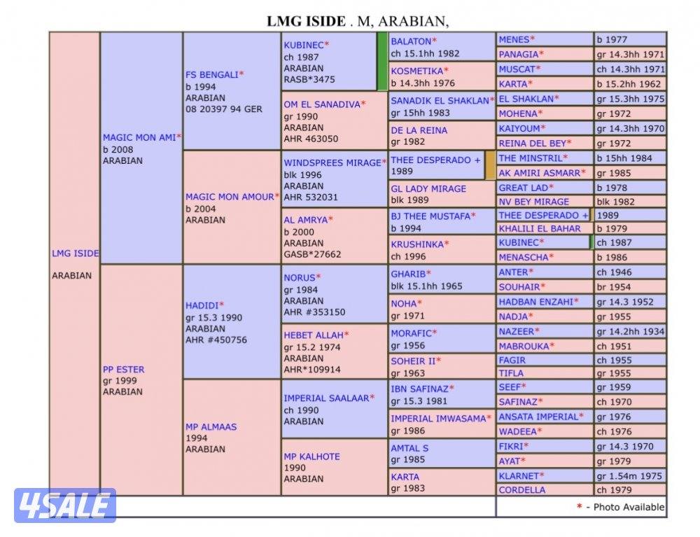 للبيع فرس مكس منتجه كواليتي1