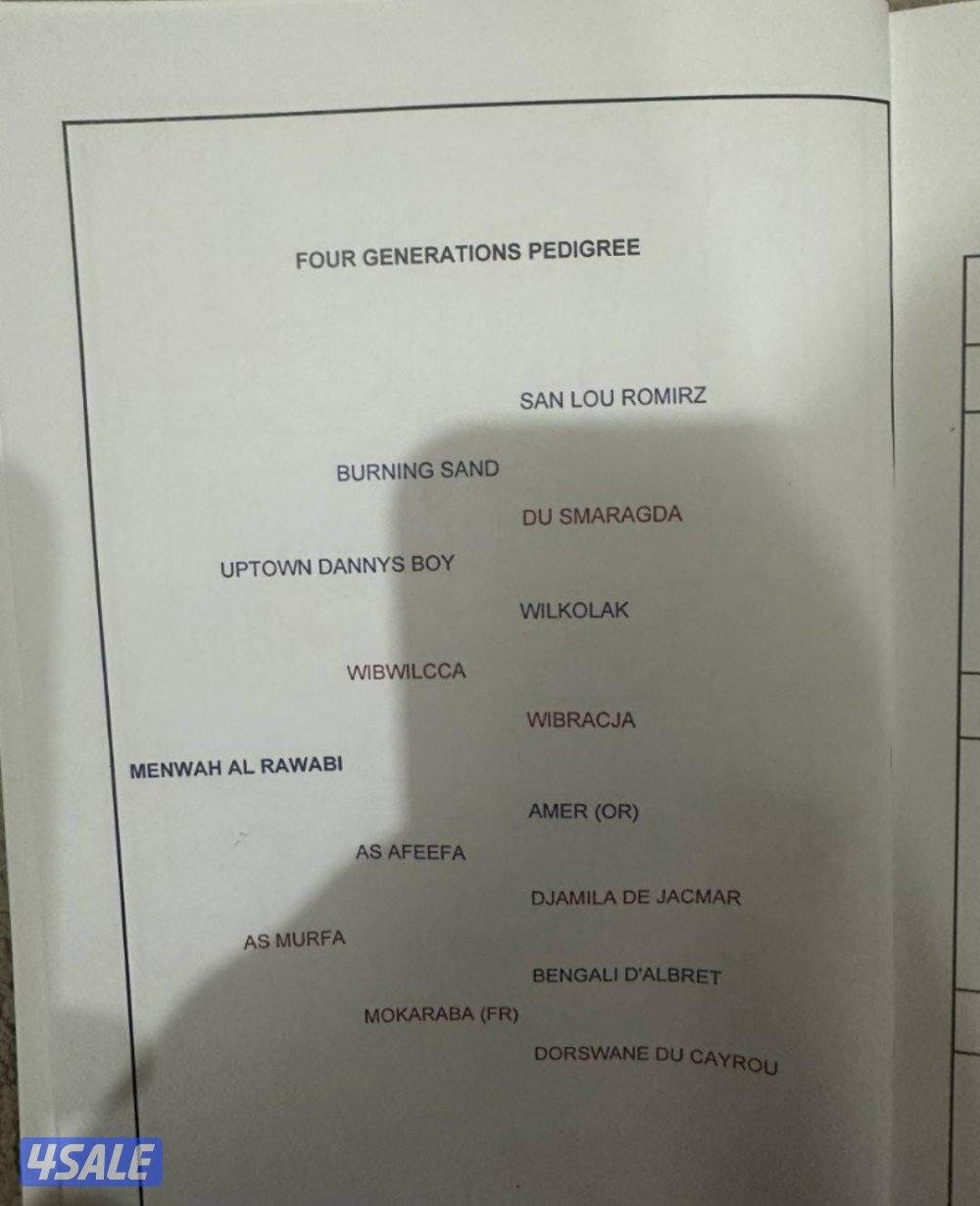 فرس فرنسي / جزيري 🔥1