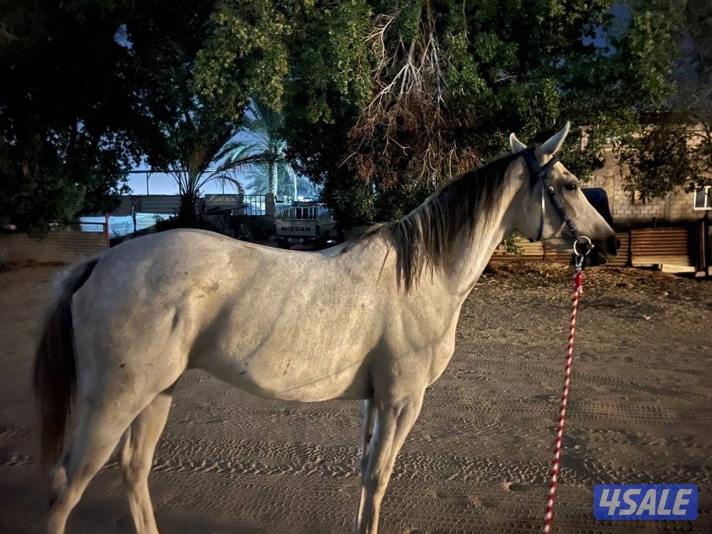 فرس فرنسي / جزيري 🔥2