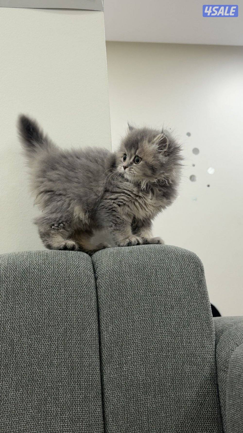 سكوتش عمرها شهرين0