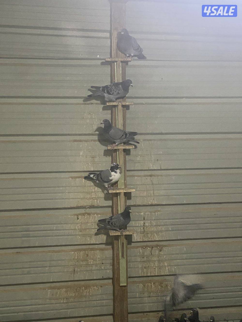 طبات زاجل محجلين1