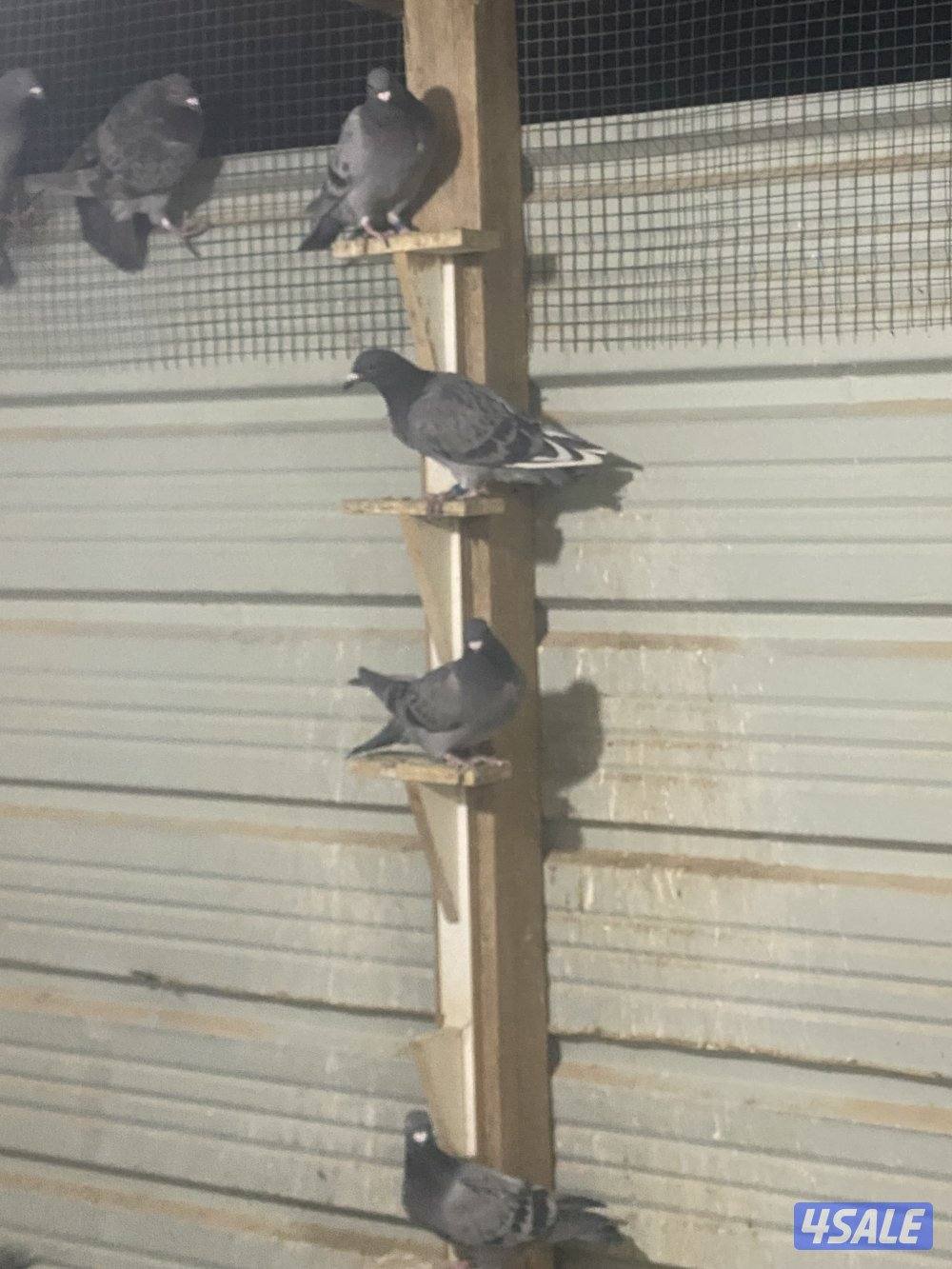 طبات زاجل محجلين0