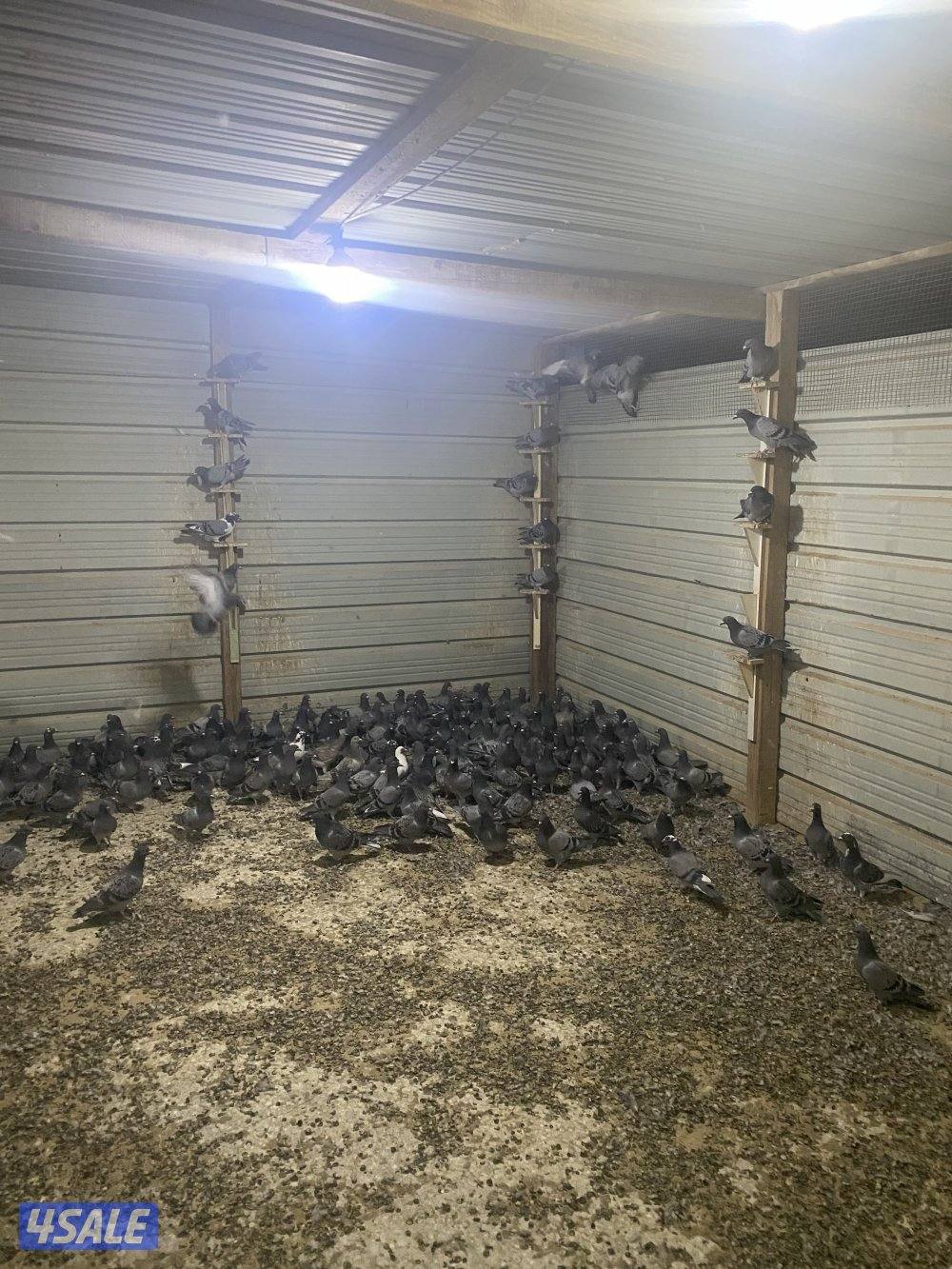 طبات زاجل محجلين2