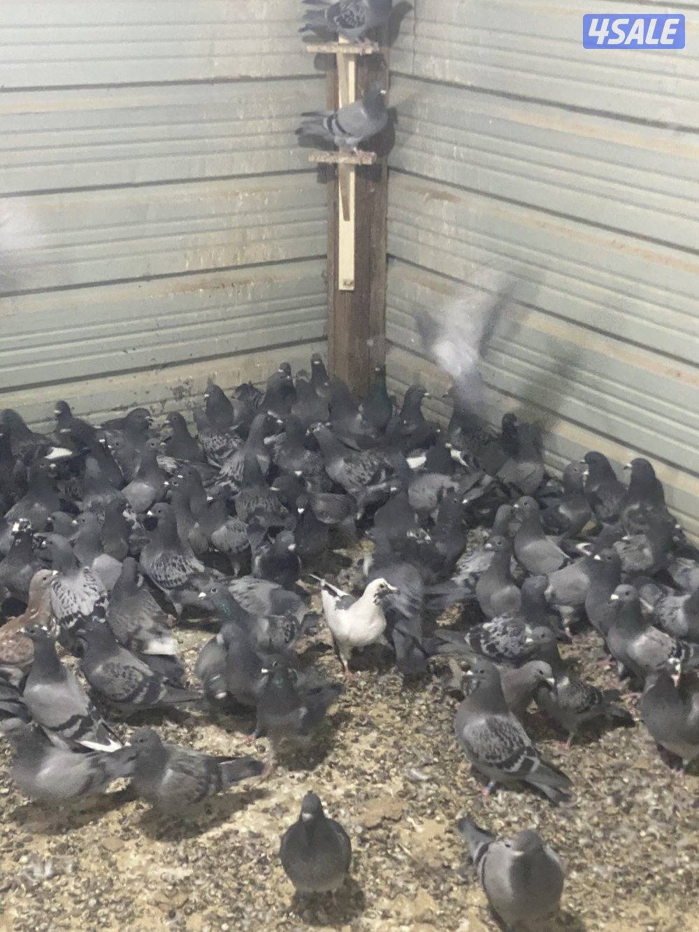 طبات زاجل محجلين3