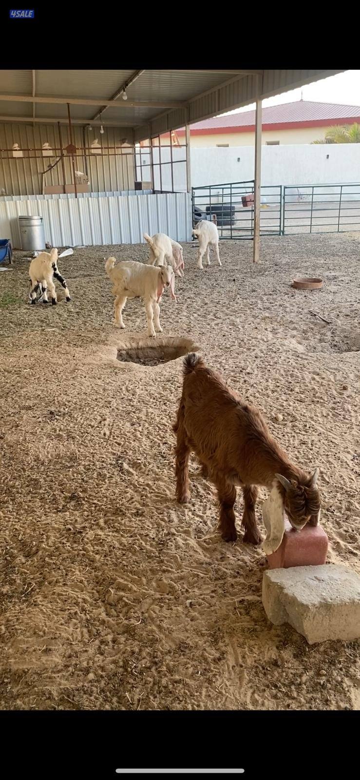 للبيع طليان نعيمي محلي + تيوس0