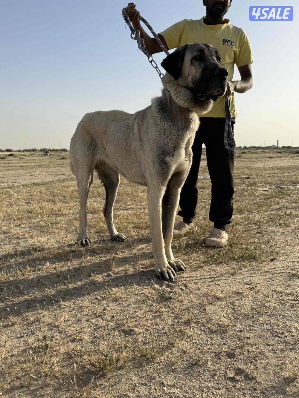 للبيع نثيه كنقال التركي0