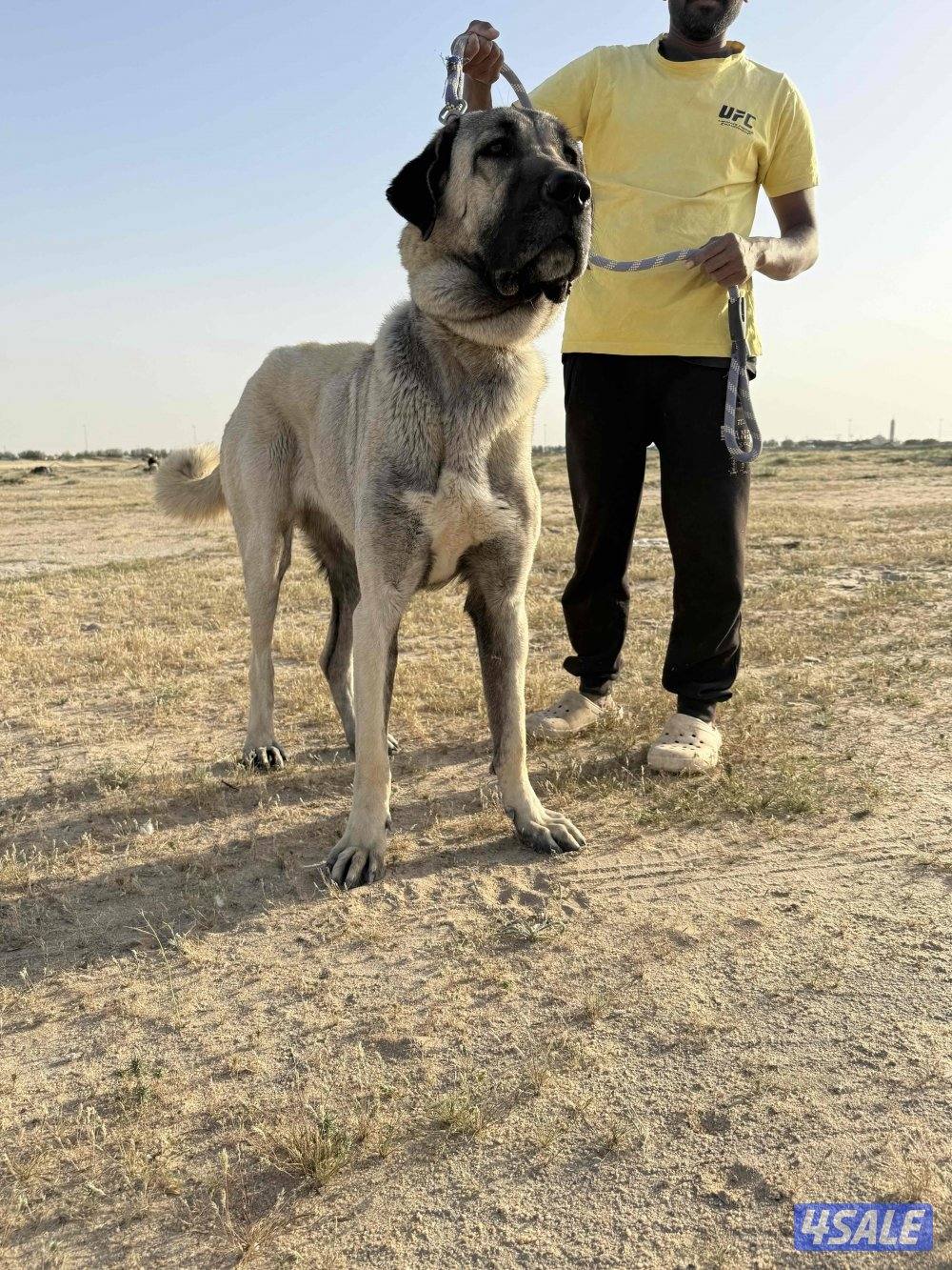 للبيع نثيه كنقال التركي1