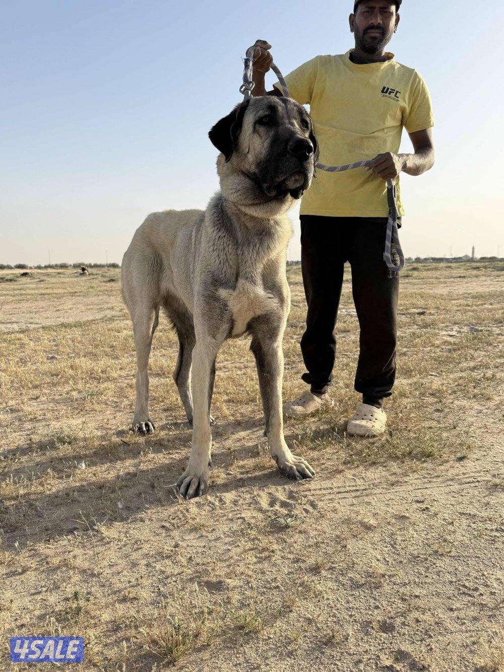 للبيع نثيه كنقال التركي2
