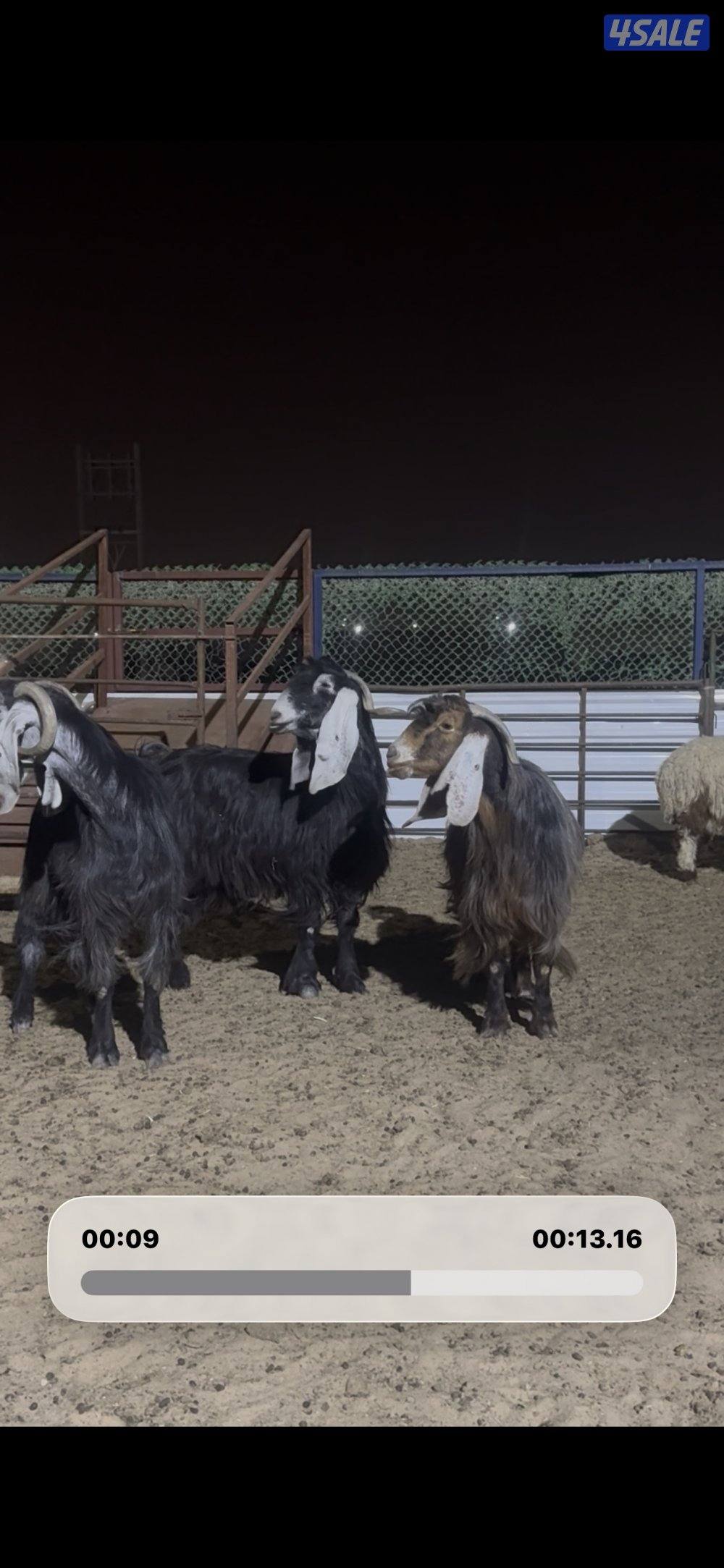 معزا العداد 13 راس عوارض خصم وطيبه0