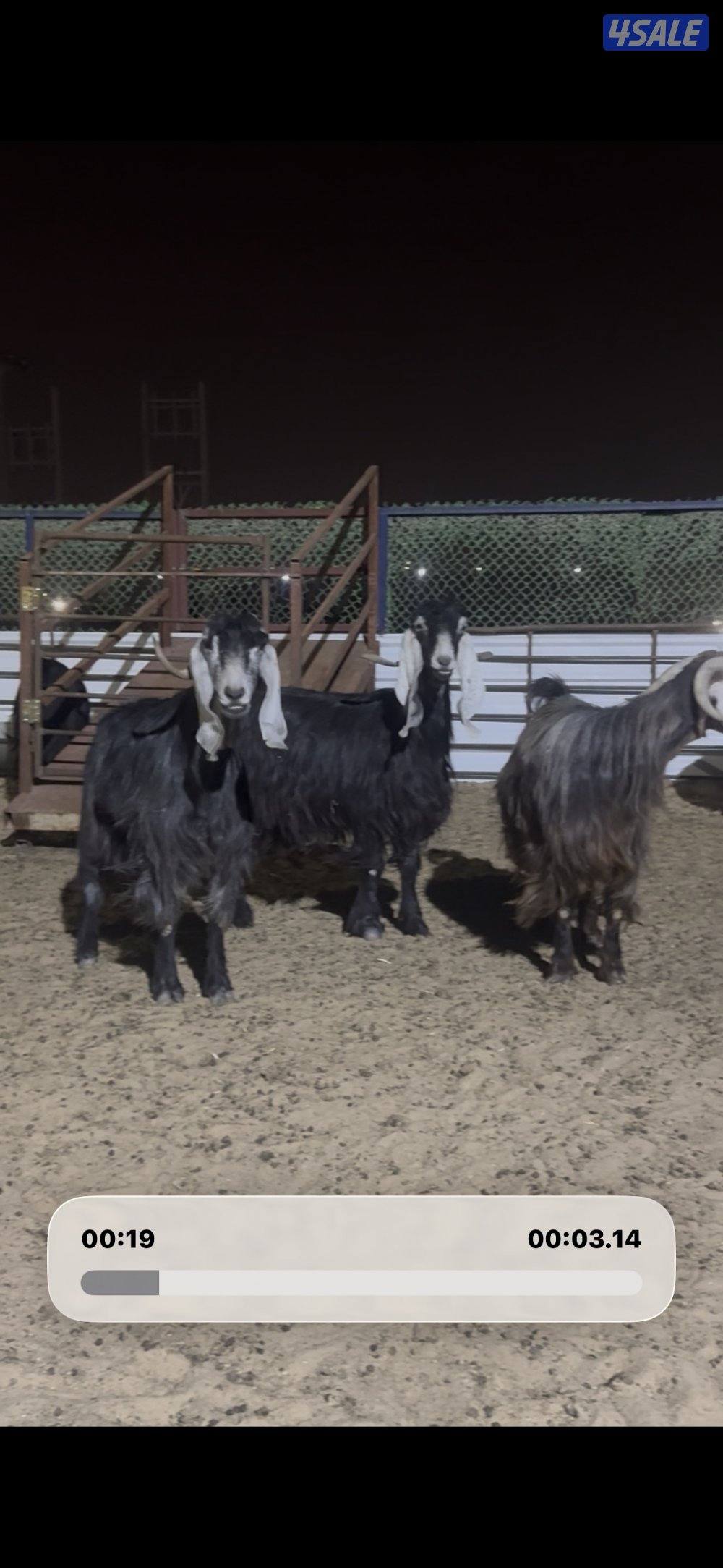 معزا العداد 13 راس عوارض خصم وطيبه1