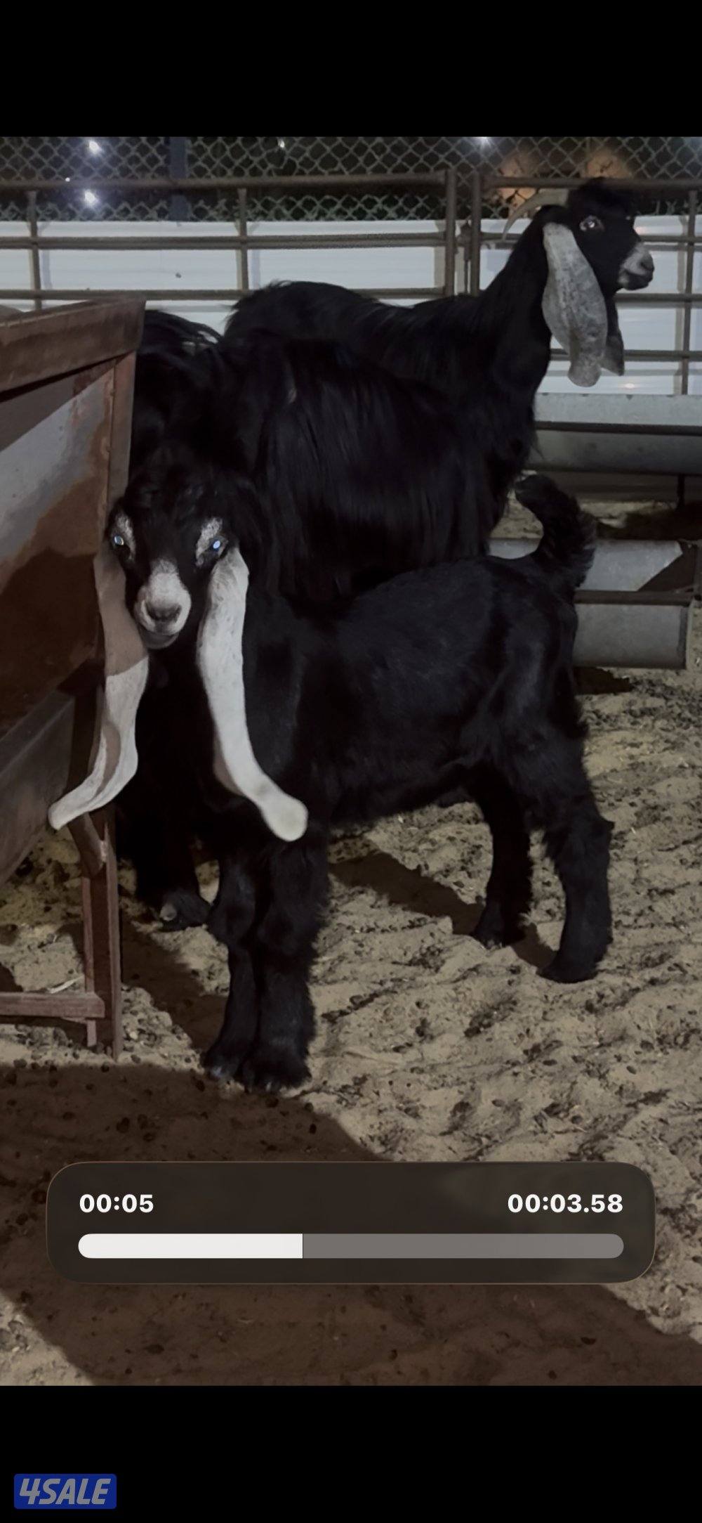 معزا العداد 13 راس عوارض خصم وطيبه2