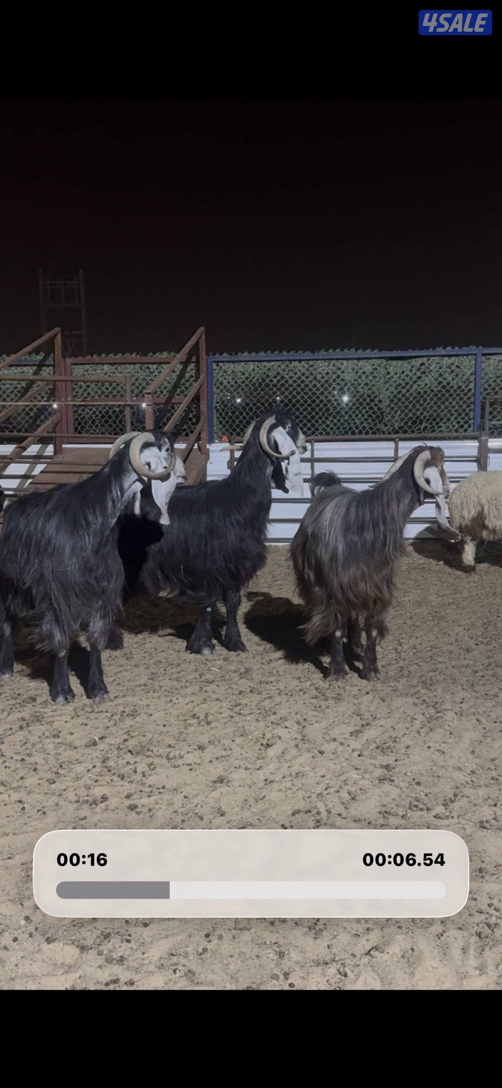 معزا العداد 13 راس عوارض خصم وطيبه3