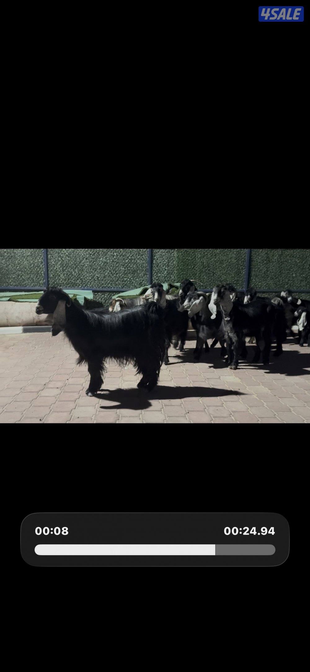 معزا العداد 13 راس عوارض خصم وطيبه4