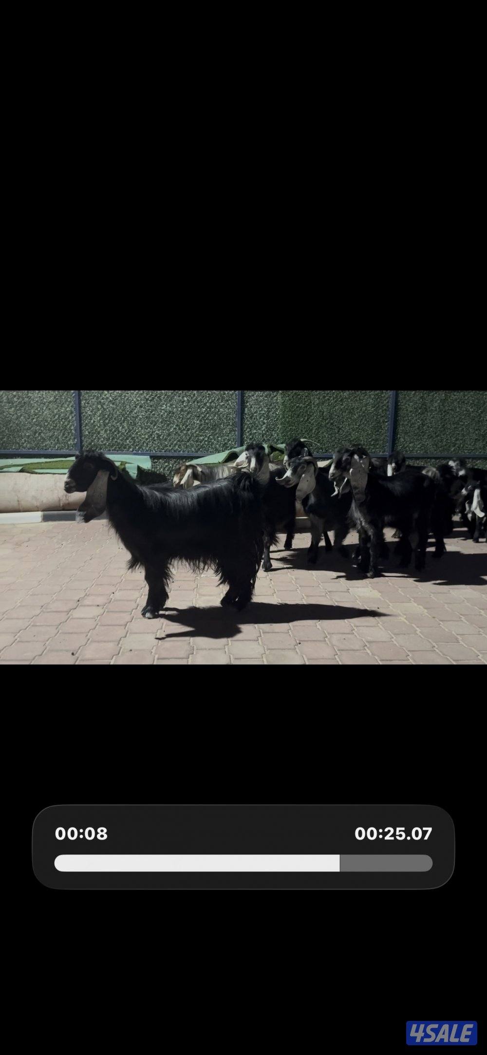 معزا العداد 13 راس عوارض خصم وطيبه5