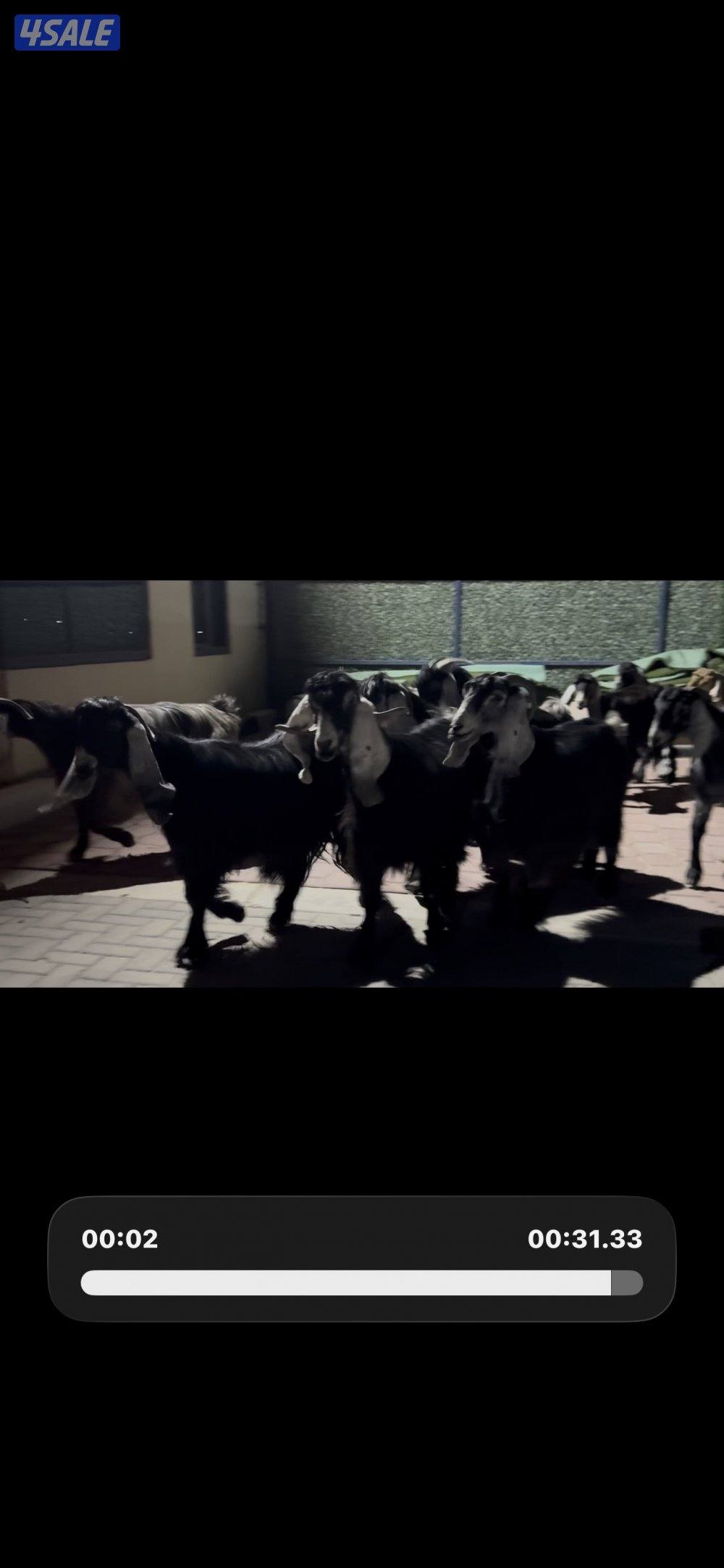 معزا العداد 13 راس عوارض خصم وطيبه6