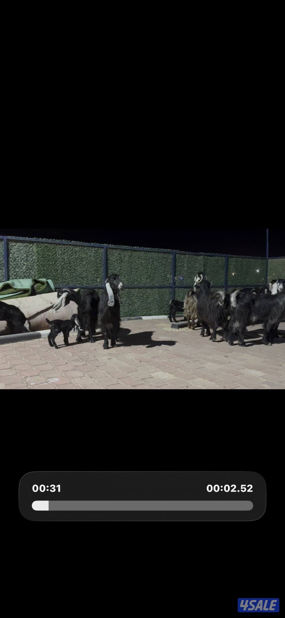 معزا العداد 13 راس عوارض خصم وطيبه7