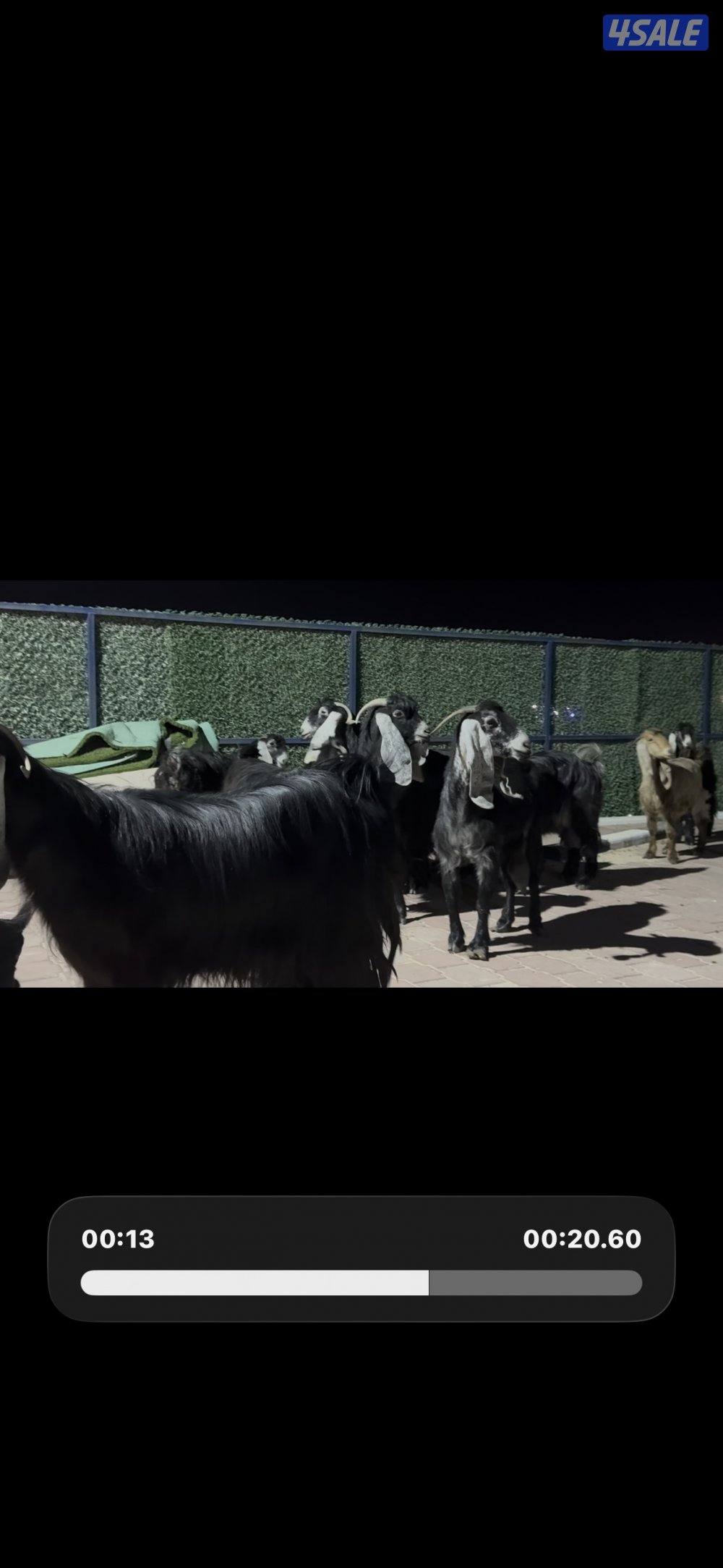 معزا العداد 13 راس عوارض خصم وطيبه8