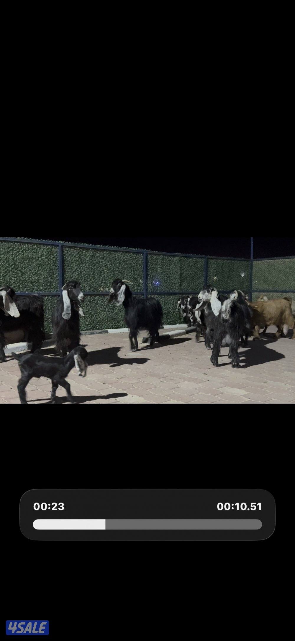 معزا العداد 13 راس عوارض خصم وطيبه9