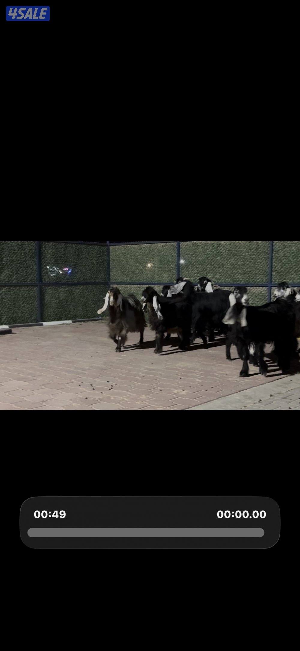 معزا العداد 13 راس عوارض خصم وطيبه10