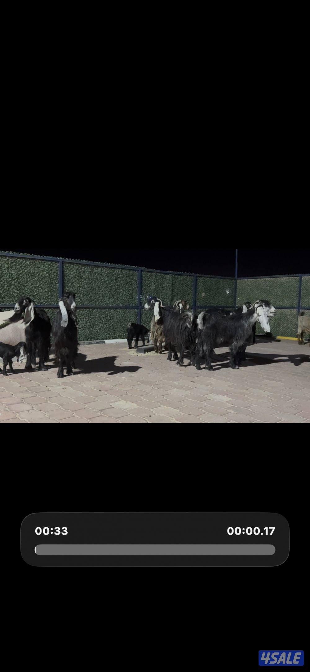 معزا العداد 13 راس عوارض خصم وطيبه11