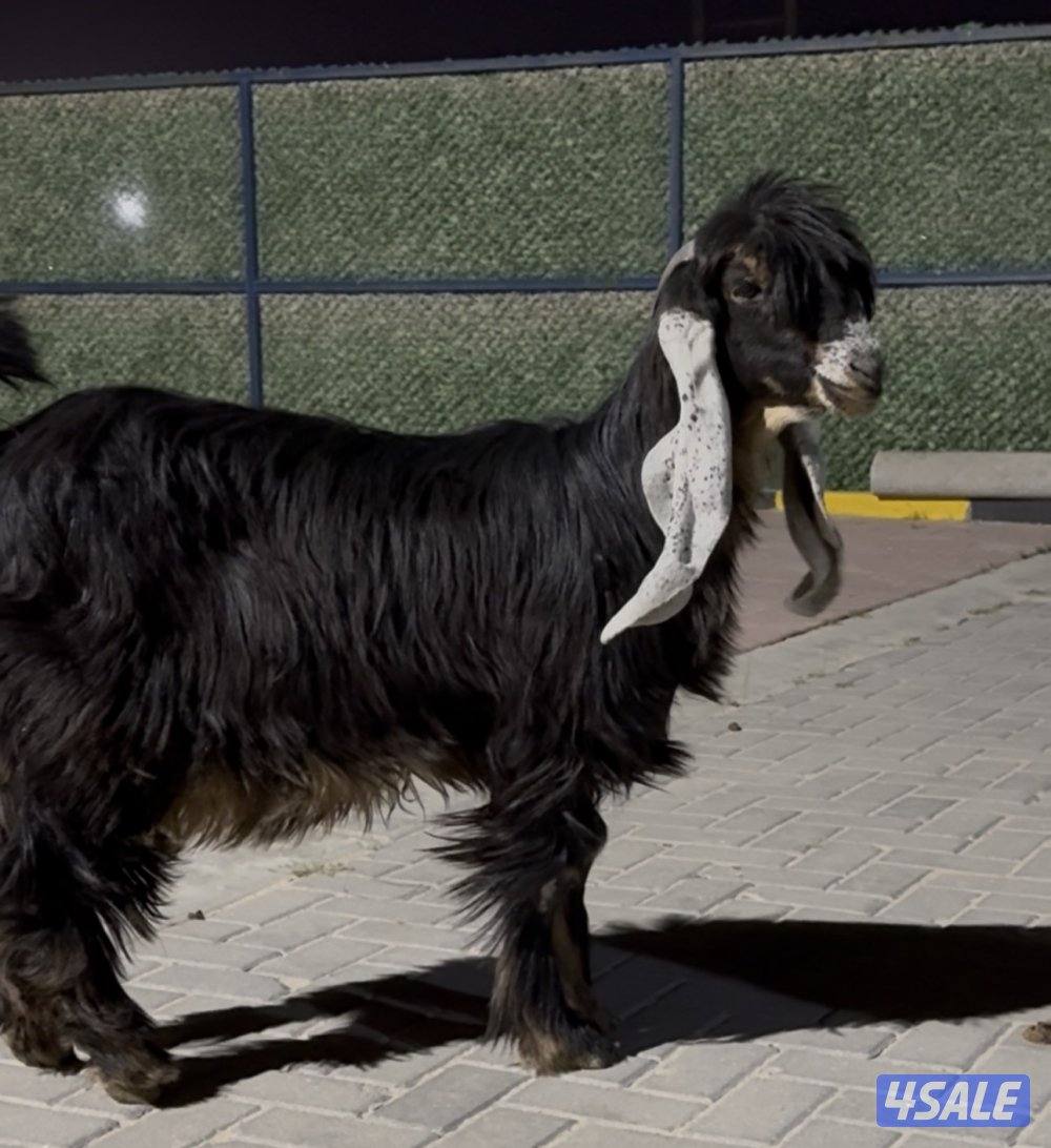 معزا العداد 13 راس عوارض خصم وطيبه13