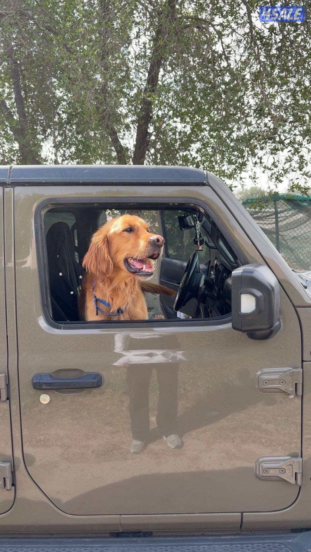 قولدن رتريفر0