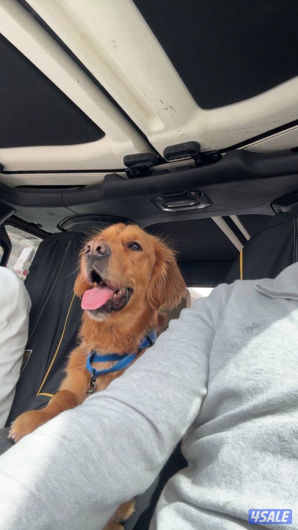 قولدن رتريفر1