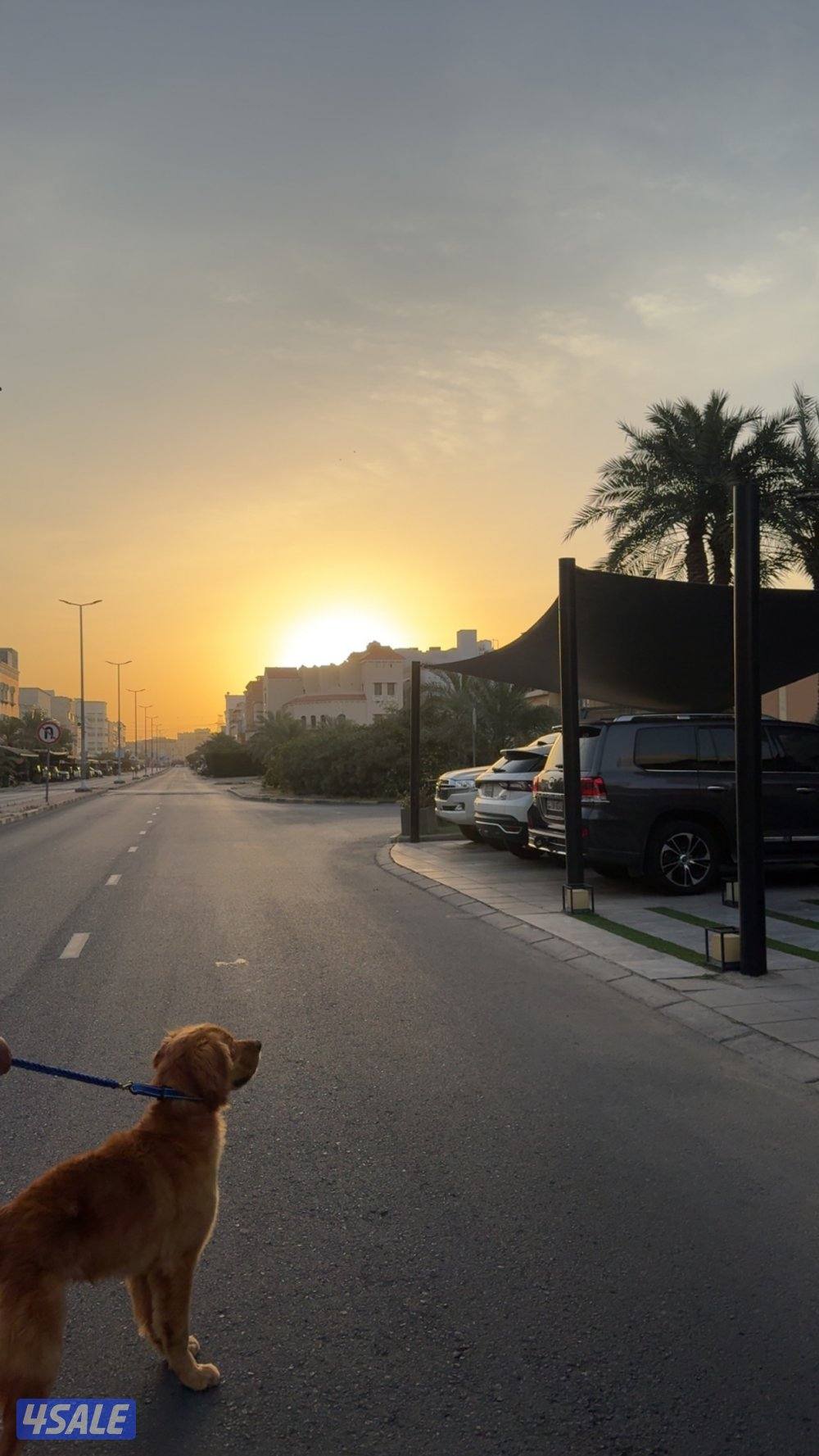 قولدن رتريفر2