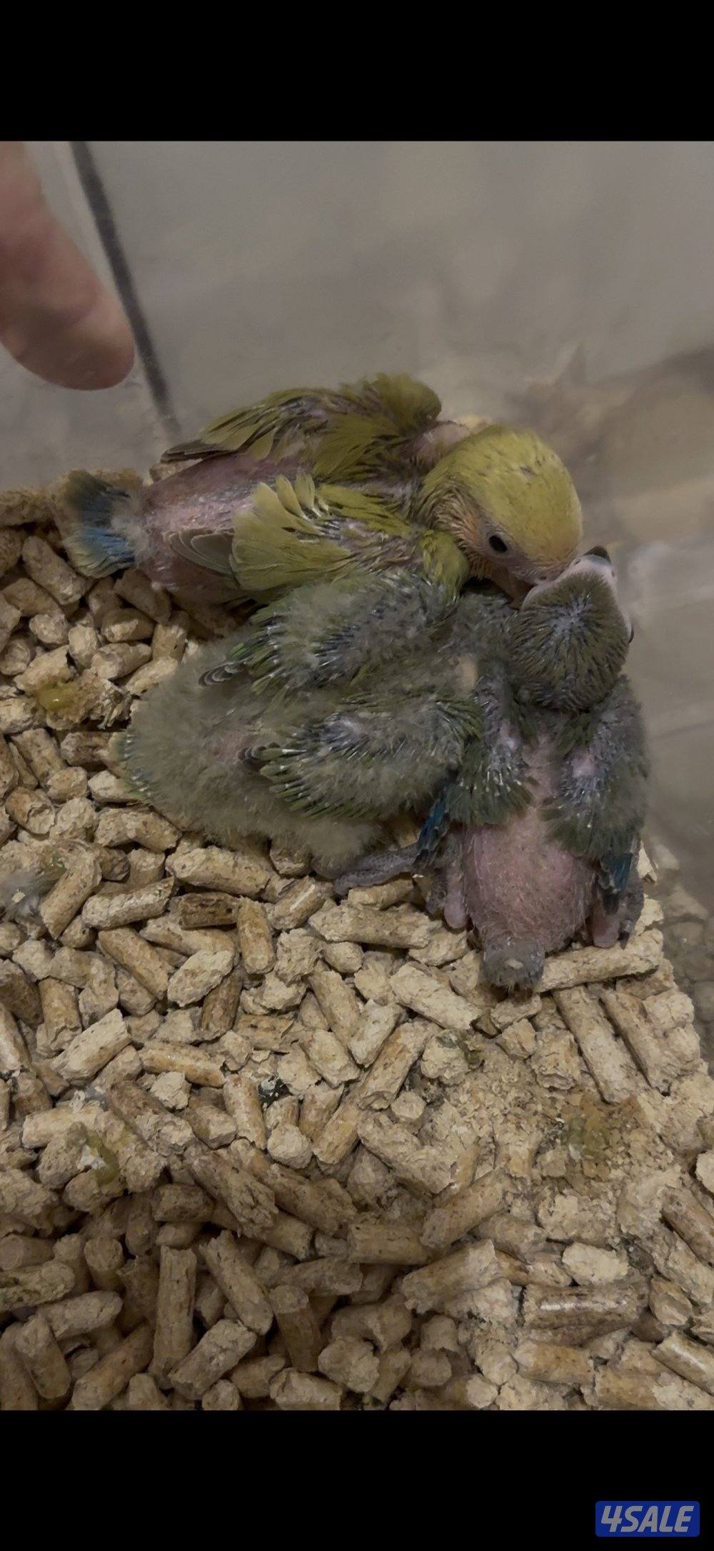 فروخ لوفبيرد عس0