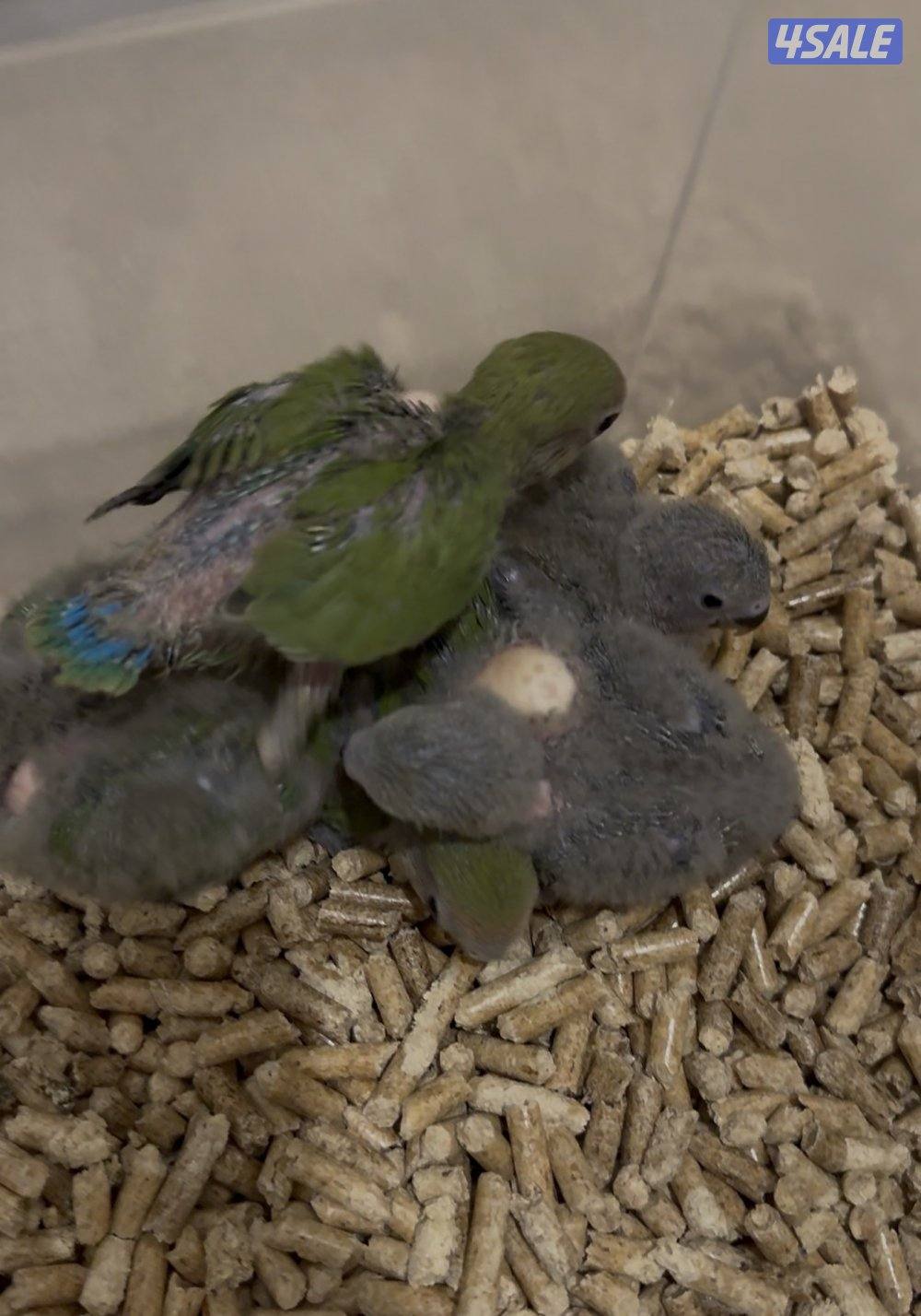 فروخ لوفبيرد عس1