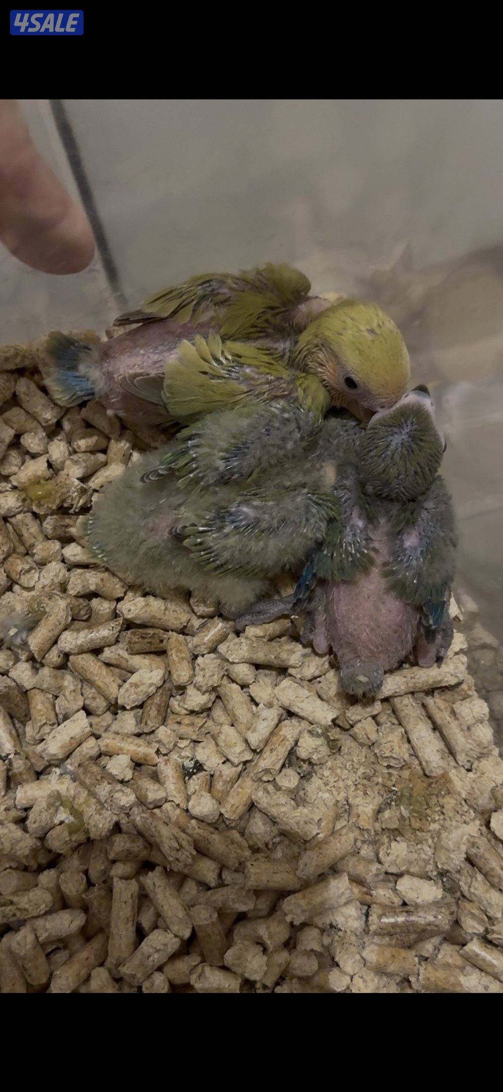 فروخ لوفبيرد عس0