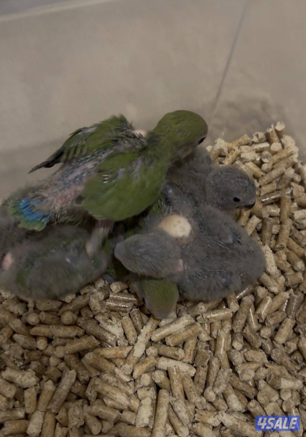 فروخ لوفبيرد عس1