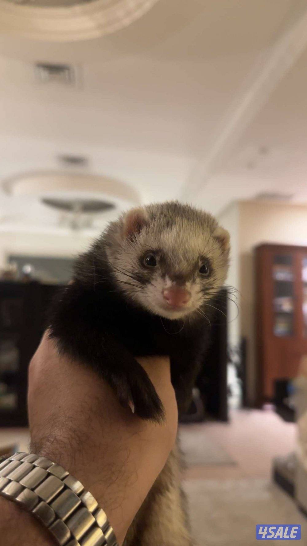 Ferret wanted for mating فيريت (نمس أوروبي) للتزاوج0