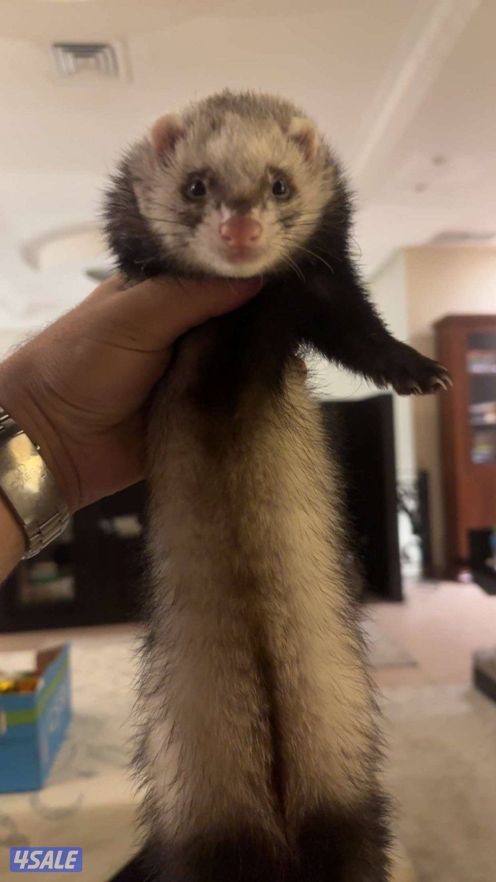Ferret wanted for mating فيريت (نمس أوروبي) للتزاوج1