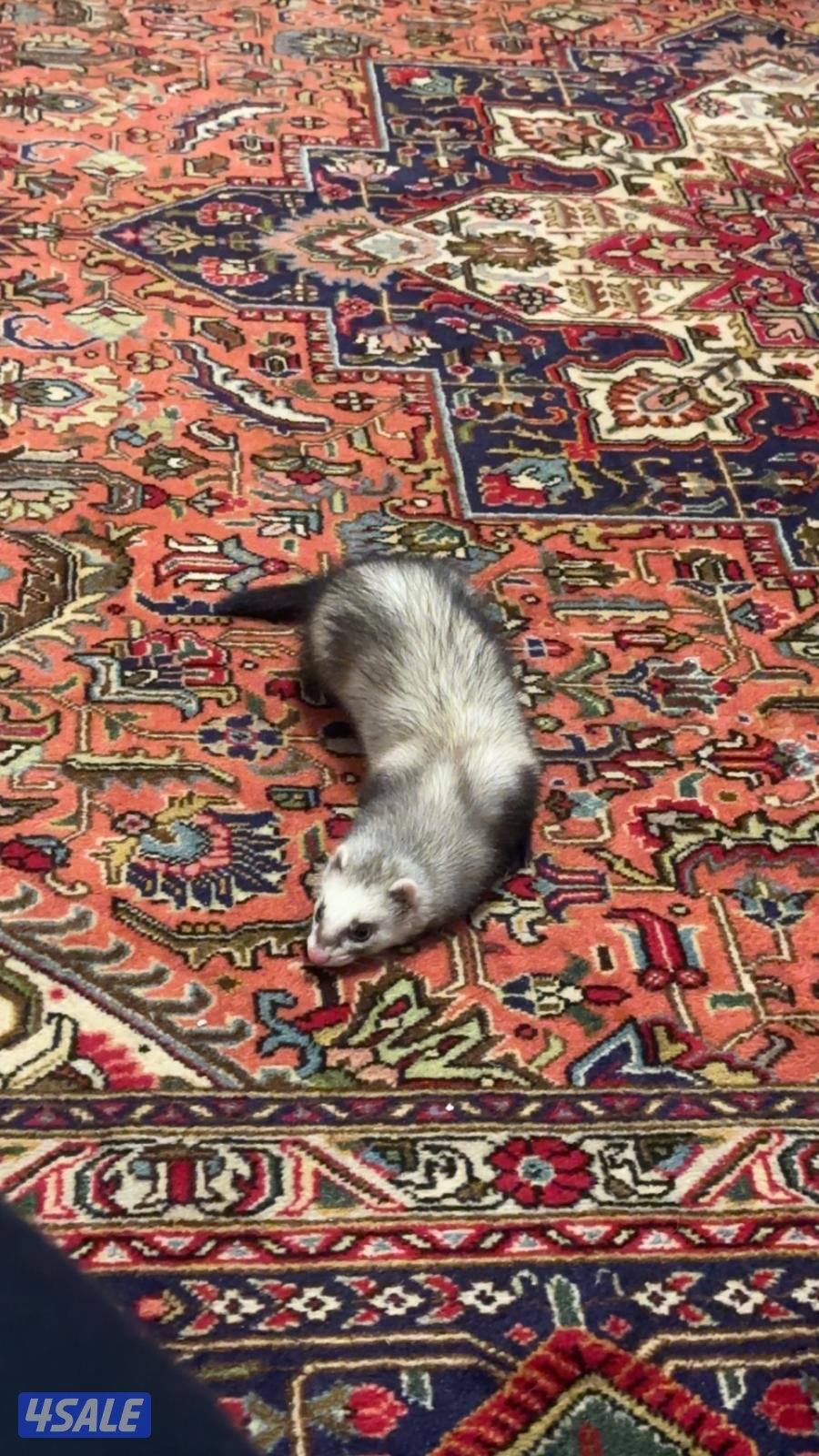 Ferret wanted for mating فيريت (نمس أوروبي) للتزاوج2