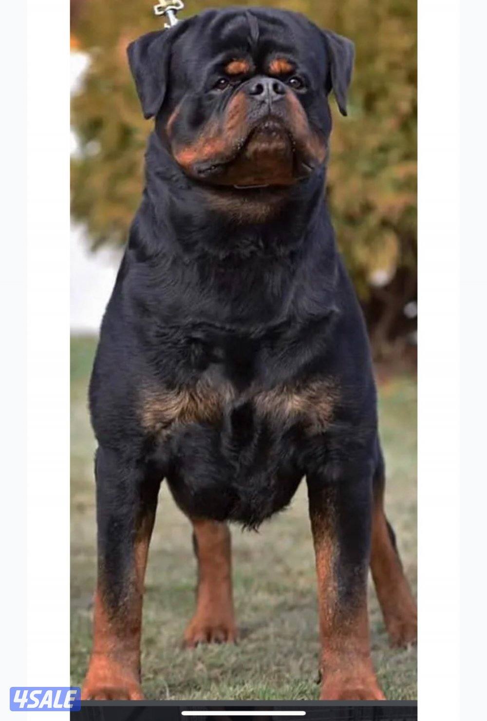 مطلوب روت ولر ذكر ونثيه بسعر مناسب كبار بالعمر سنه وفوق0