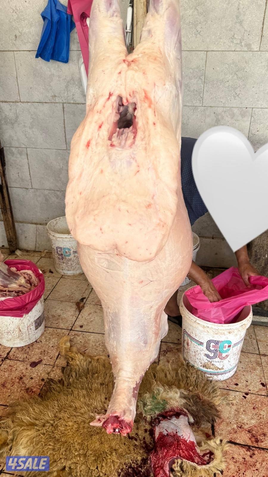 للبيع جميع انواع الذبايح1