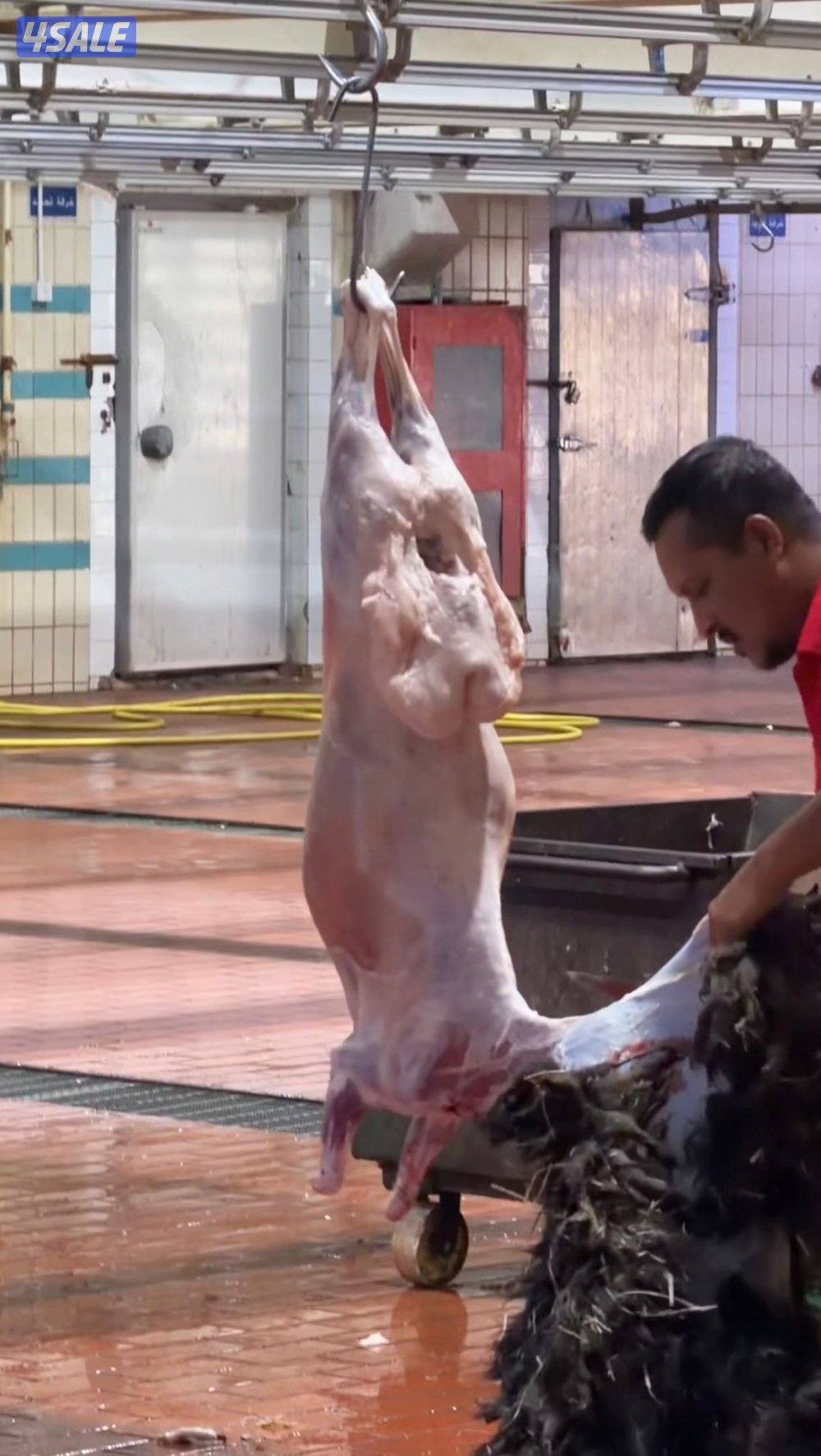 للبيع جميع انواع الذبايح2