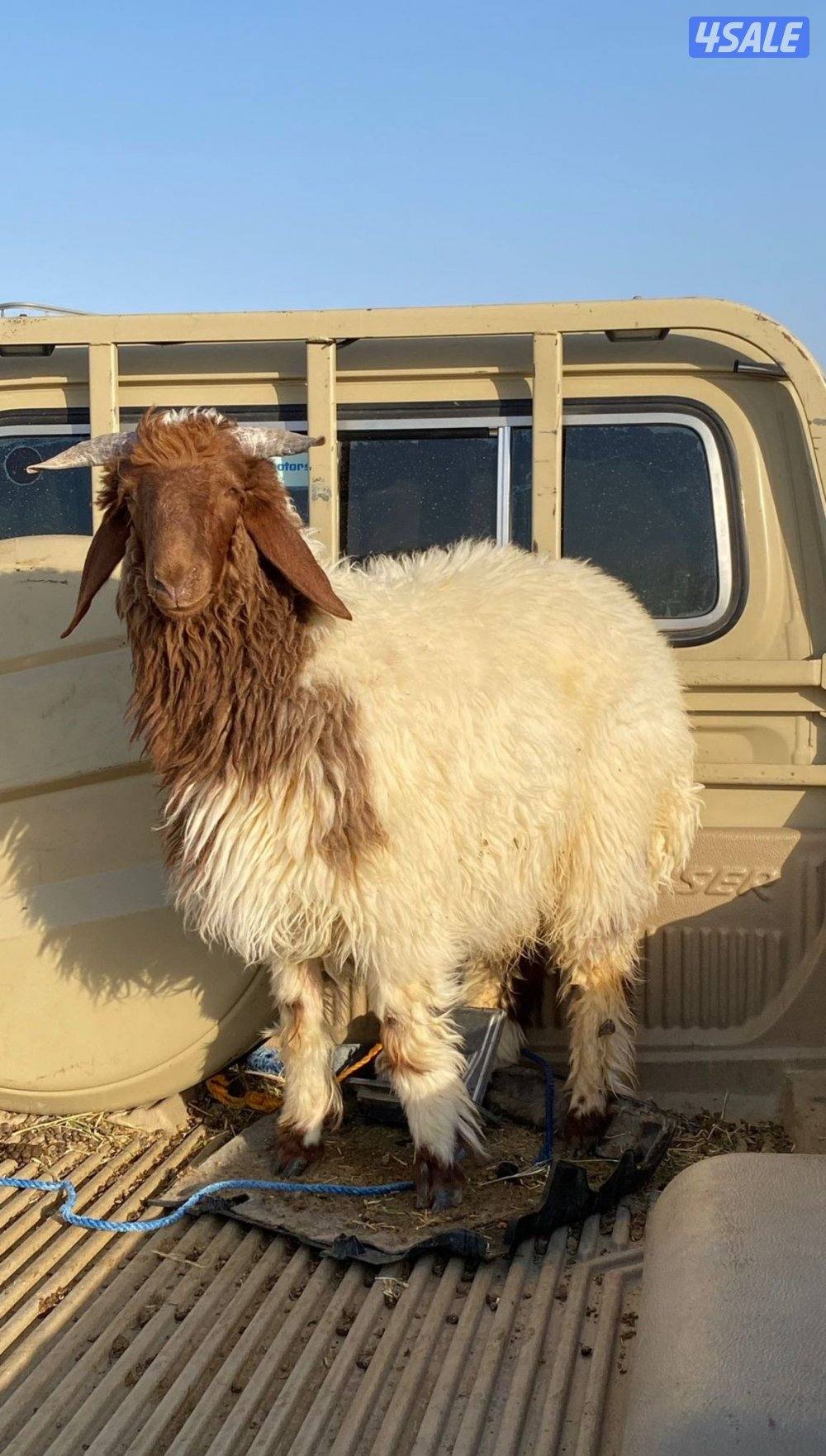 للبيع جميع انواع الذبايح0