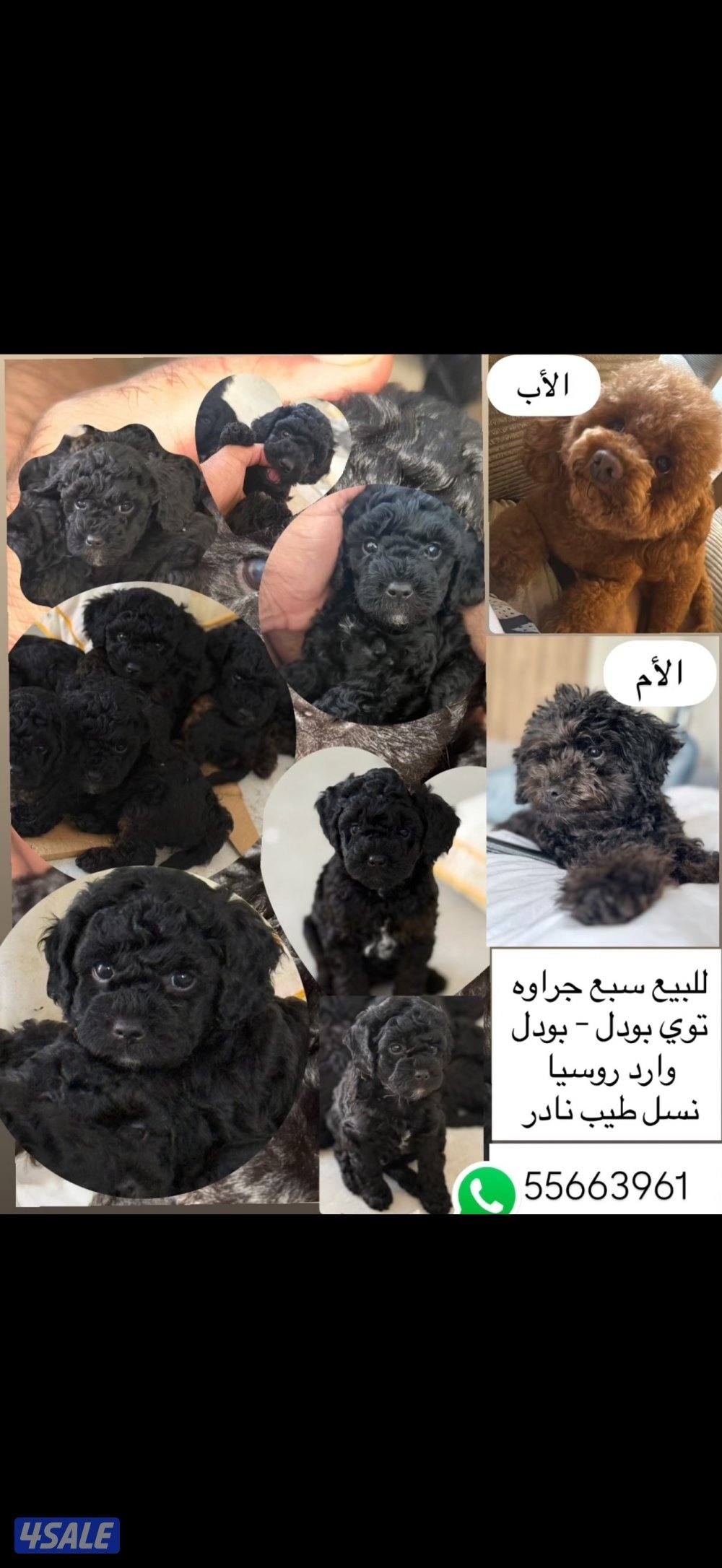 Toy poodle/ poodle “ puppies “🐶born in 15 January 4 sale. للبيع0