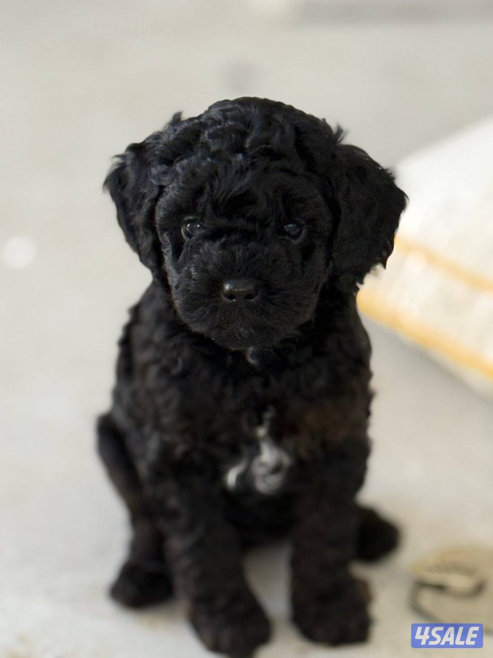 Toy poodle/ poodle “ puppies “🐶born in 15 January 4 sale. للبيع1