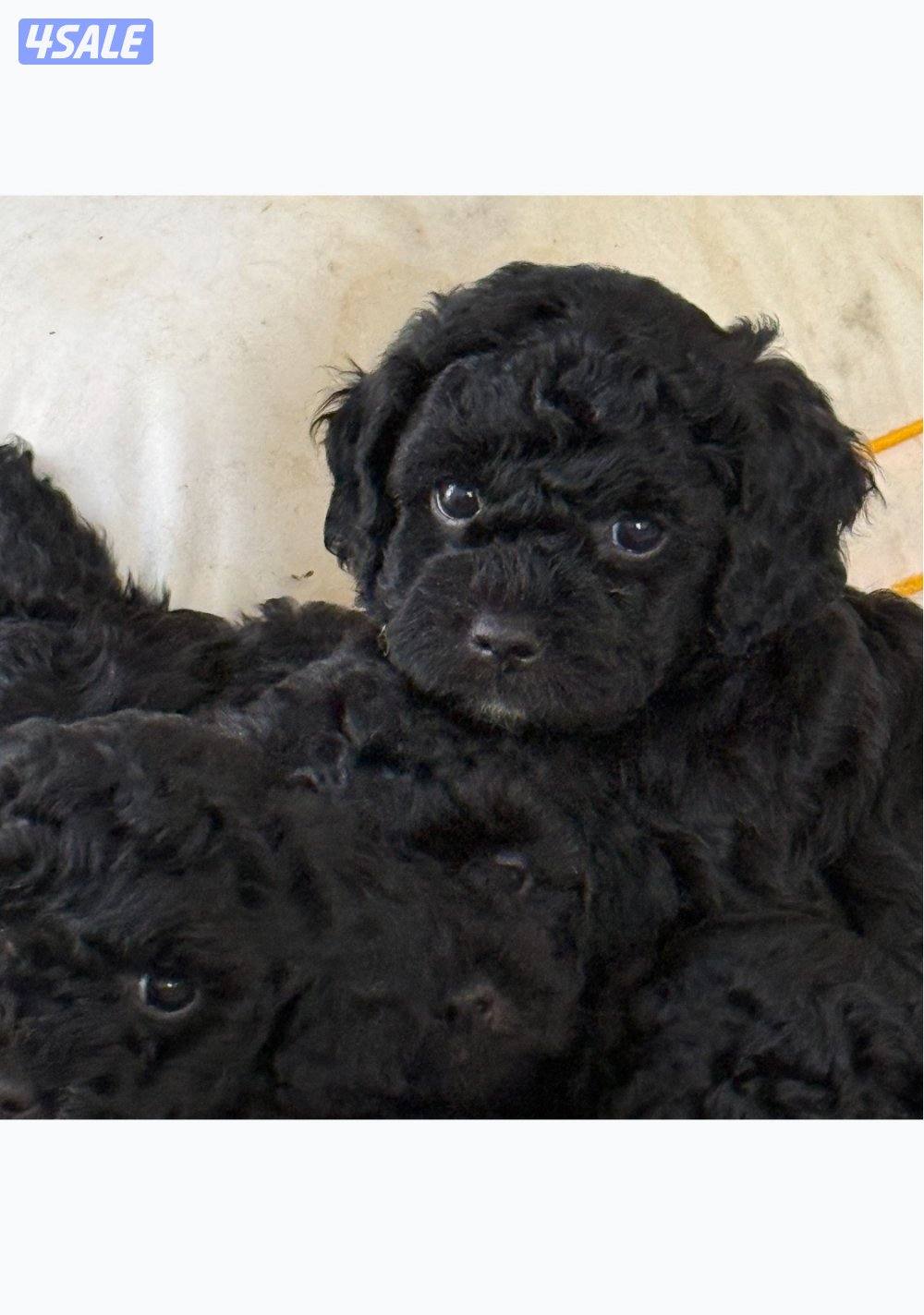 Toy poodle/ poodle “ puppies “🐶born in 15 January 4 sale. للبيع2
