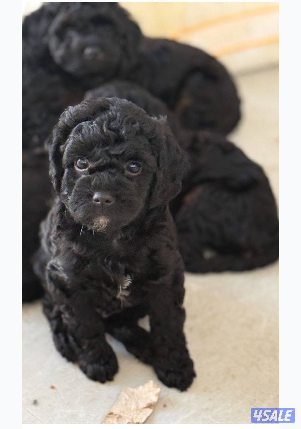 Toy poodle/ poodle “ puppies “🐶born in 15 January 4 sale. للبيع3