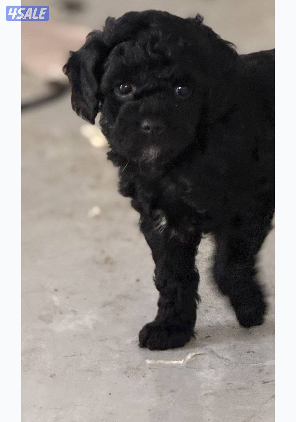 Toy poodle/ poodle “ puppies “🐶born in 15 January 4 sale. للبيع5