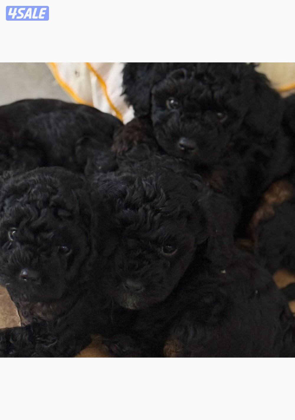 Toy poodle/ poodle “ puppies “🐶born in 15 January 4 sale. للبيع6