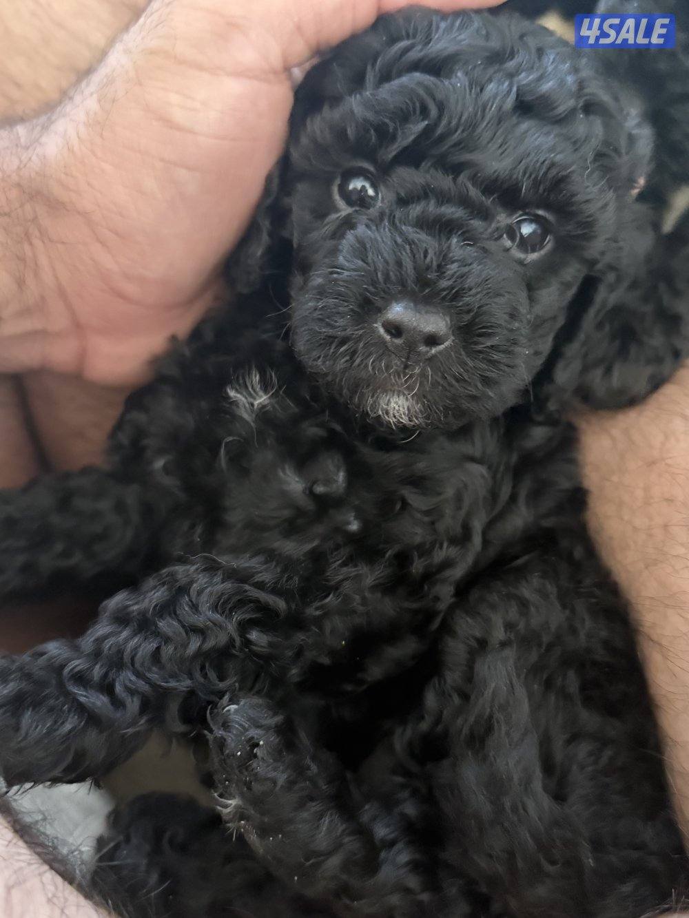 Toy poodle/ poodle “ puppies “🐶born in 15 January 4 sale. للبيع7