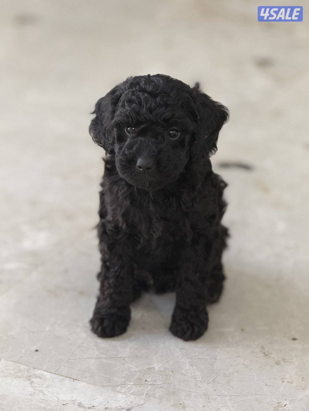 Toy poodle/ poodle “ puppies “🐶born in 15 January 4 sale. للبيع8