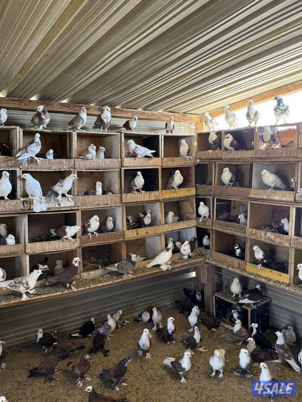 للبيع علي جبره حمام بغدادي1