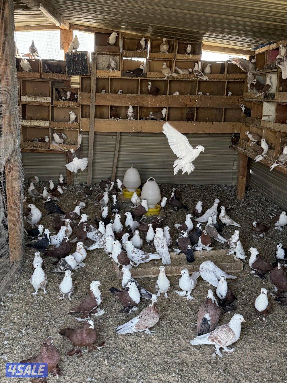 للبيع علي جبره حمام بغدادي2